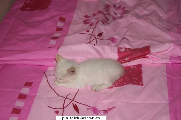Pinky, say cheese!!! - nu ma lupt in poze , dar o gasisem si am zis ca - PINK HOT KINKY PEPPERS