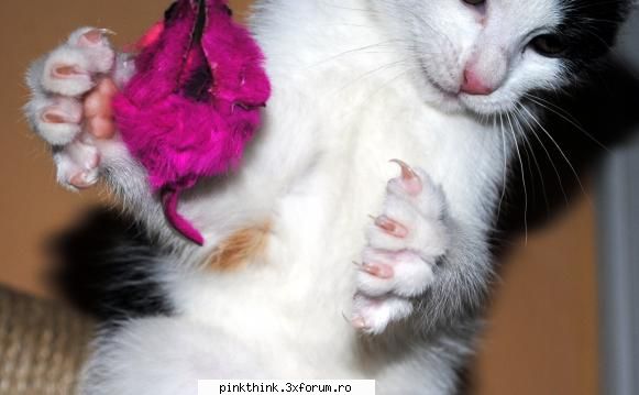 Pinky, say cheese!!! - soricelu pink si aventurile lui - PINK HOT KINKY PEPPERS